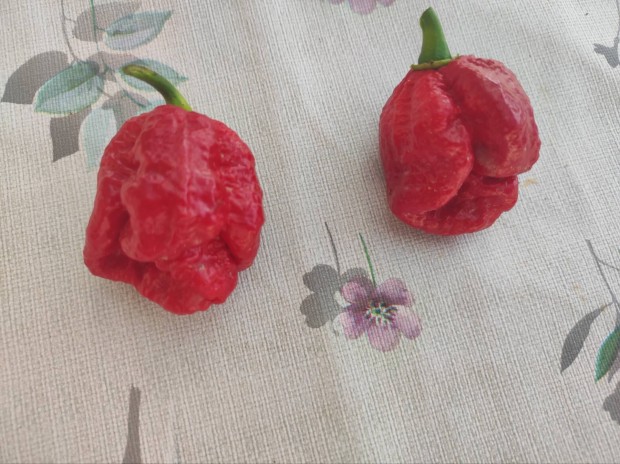 Carolina Reaper chili paprika elad