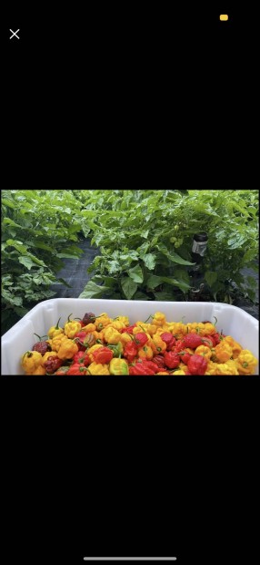 Carolina Reaper chili vegyesen elad (vegyszermentes)