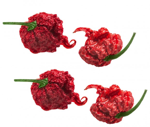 Carolina Reaper csps paprika (4db)