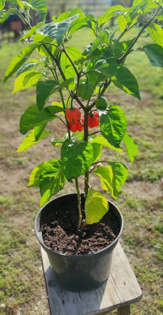 Carolina reaper chili