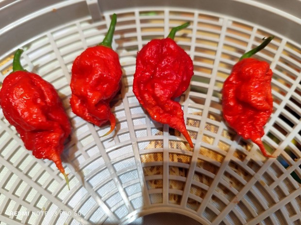 Carolina reaper őrlemény