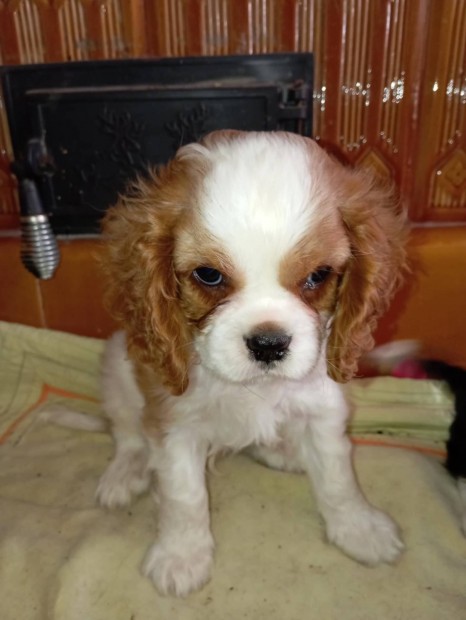 Cavalier King Charles Spniel