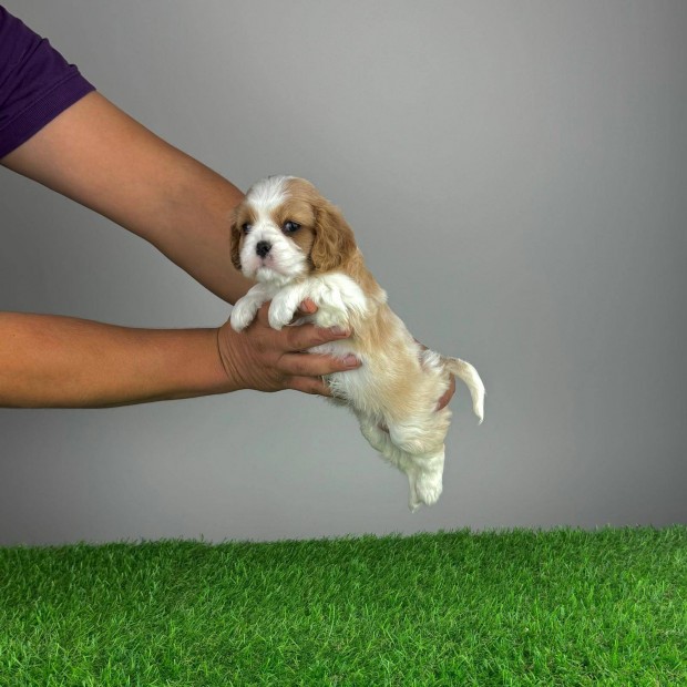 Cavalier King Charles Spniel Ruby s Blenheim