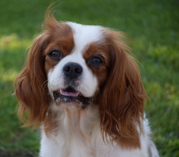 Cavalier King Charles Spniel Trzsknyvvezett szuka