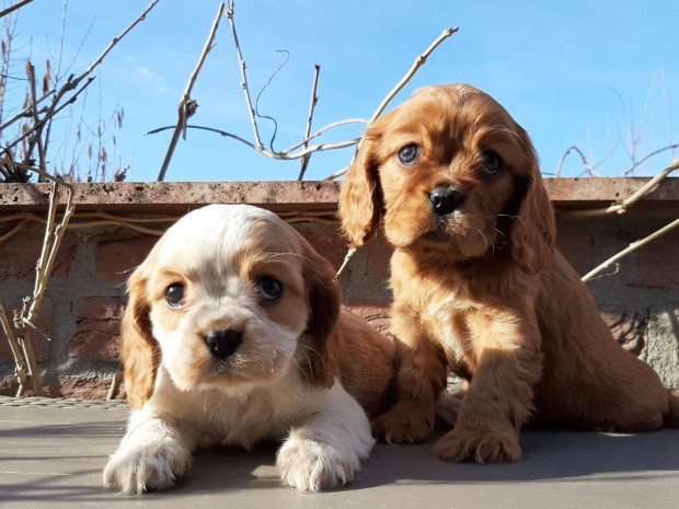 Cavalier King Charles Spniel gynyr blenheim s ruby