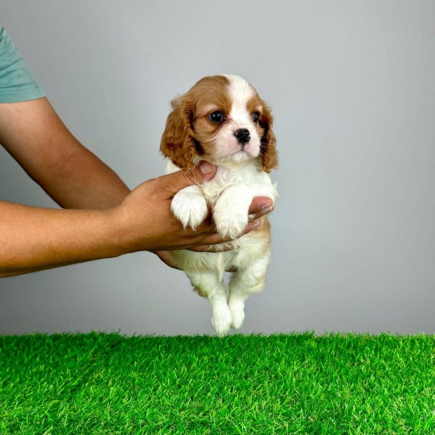 Cavalier King Charles Spniel kiskutya