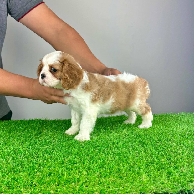 Cavalier King Charles Spniel kiskutya