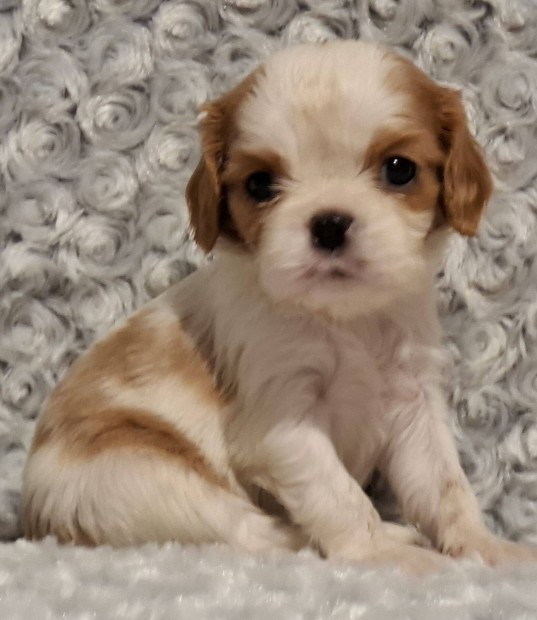 Cavalier King Charles spniel