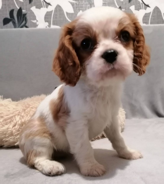 Cavalier King Charles spniel