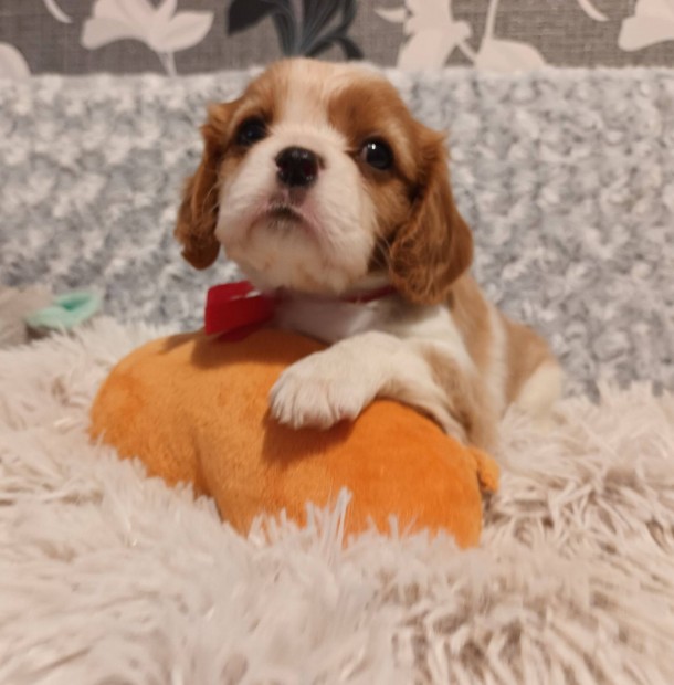 Cavalier King Charles spniel