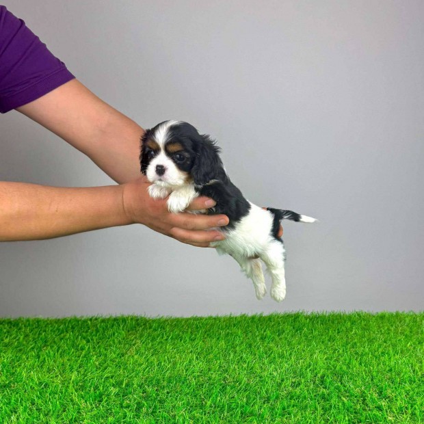 Cavalier King Charles spniel ruby s tricolor