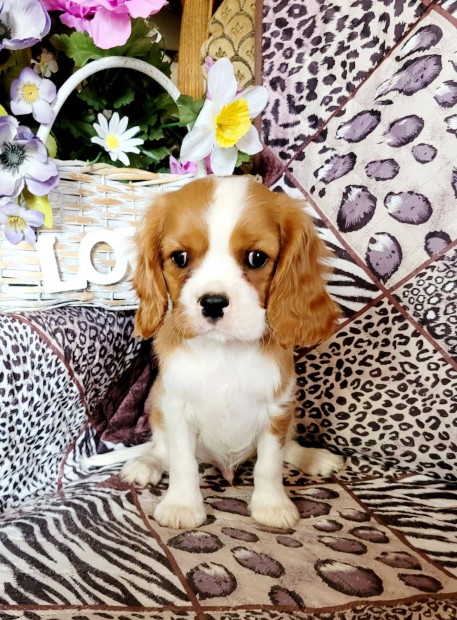 Cavalier king charles spniel