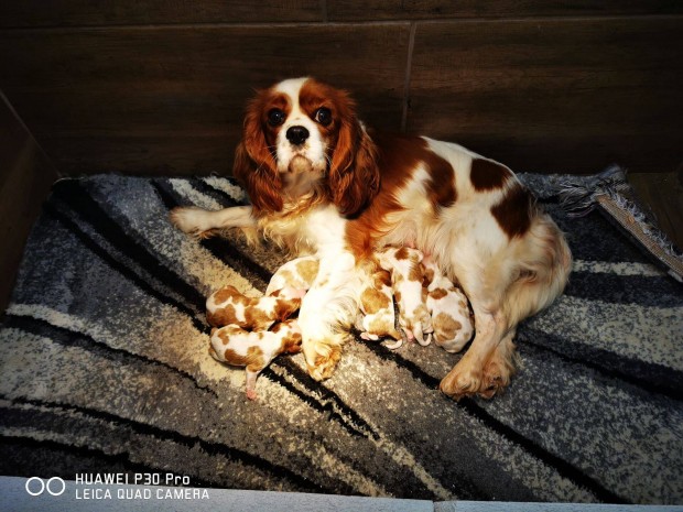 Cavalier king charles spniel trzsknyvezett (FCI) kiskutyk