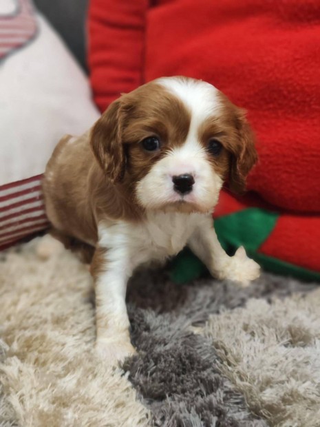 Cavalier king charles spniel trzsknyvezett kiskutyk