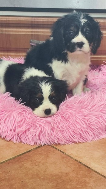 Cavalier king charles spniel trzsknyvezett kiskutyk