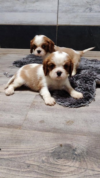 Cavalier king charles spániel törzskönyvezett kiskutyák