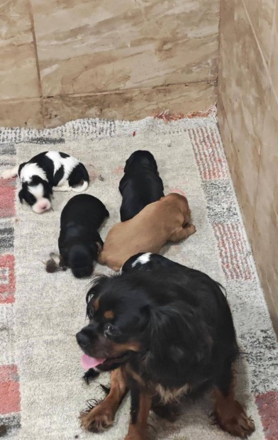 Cavalier king charles spániel törzskönyvezett kiskutyák