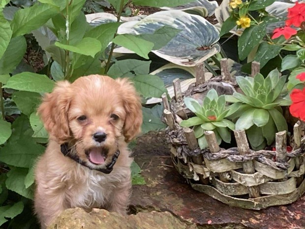 Cavapoo 10 hetes fiúk, szerető gazdit keresnek. Fajta jellegűek