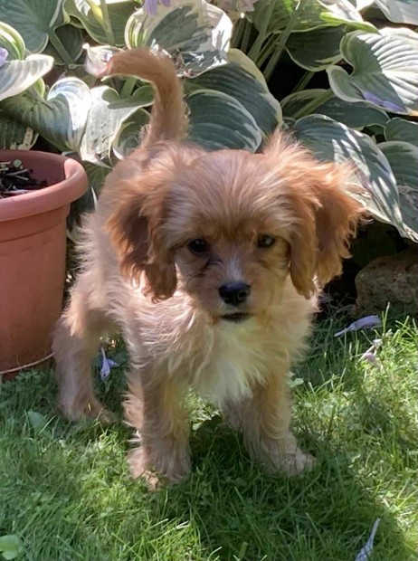 Cavapoo 2 fiúcska szerető gazdáját keresi.Fajta jellegűek