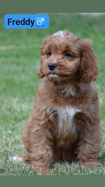 Cavapoo(Cavalier anya + Uszkr apa)