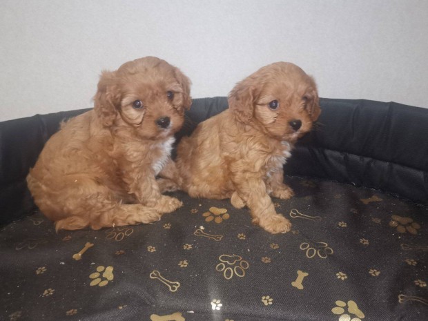 Cavapoo Tndri szukk eladk