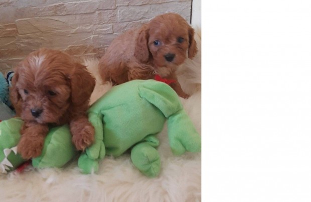 Cavapoo ( cavalier +Uszkr ) kiskutyk keresik a gazdijukat