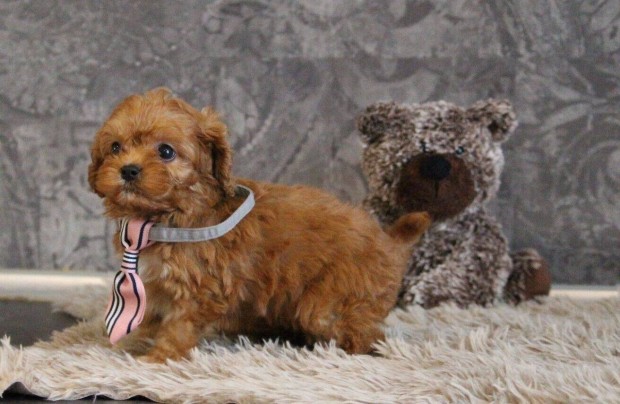 Cavapoo - toy uszkr aptl