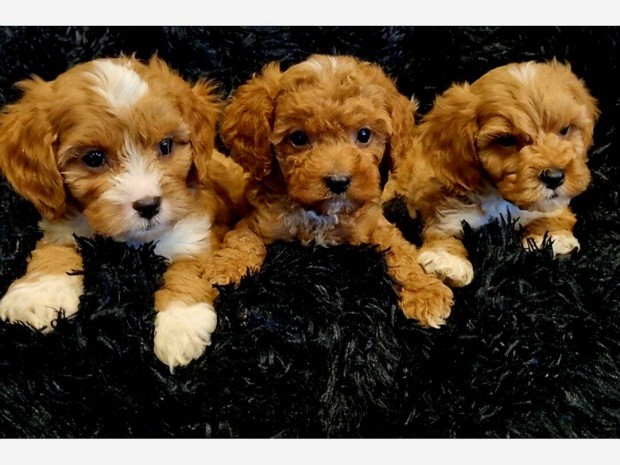 Cavapoo , uszkr jelleg dizjner gyerkck eladk