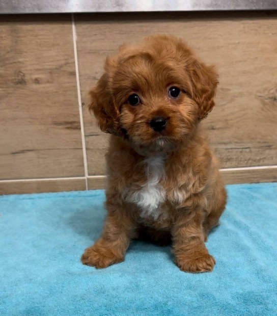 Cavapoo elad !