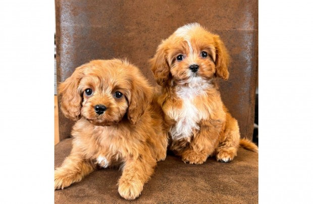 Cavapoo elad !