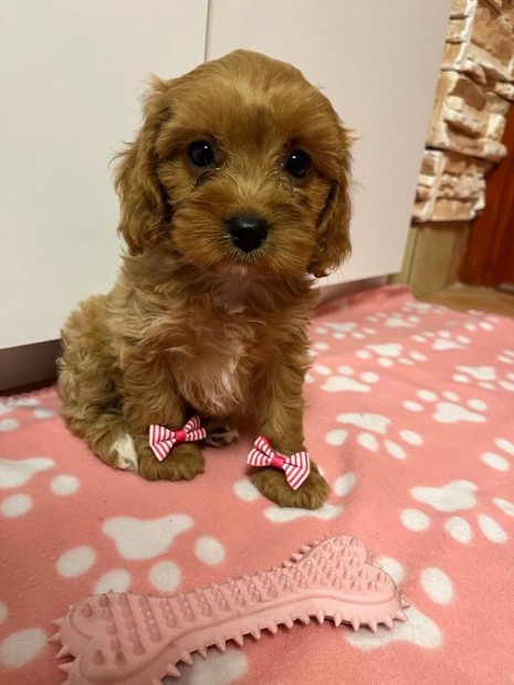 Cavapoo fajtajelleg kiskutyk (Cavalier x Uszkr)