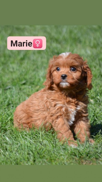 Cavapoo jelleg kutyusok (Uszkr+Cavalier)