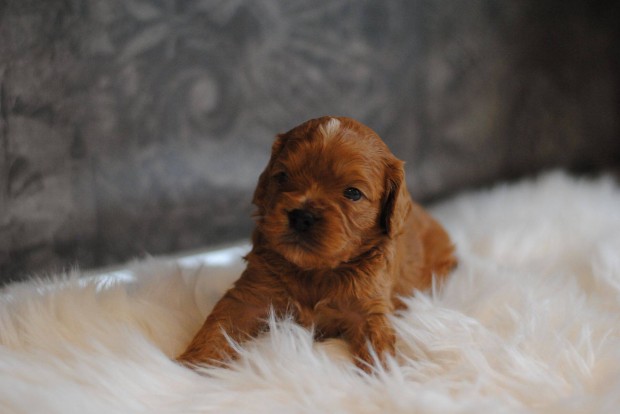 Cavapoo kicsik