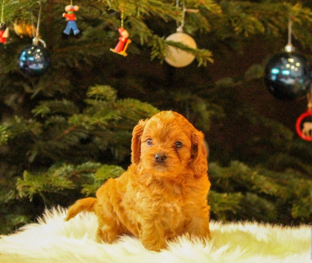 Cavapoo kicsik