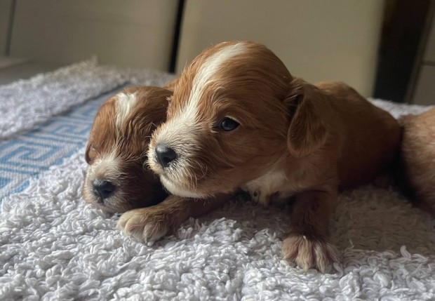 Cavapoo kisfi kutyk