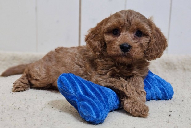 Cavapoo kiskutya