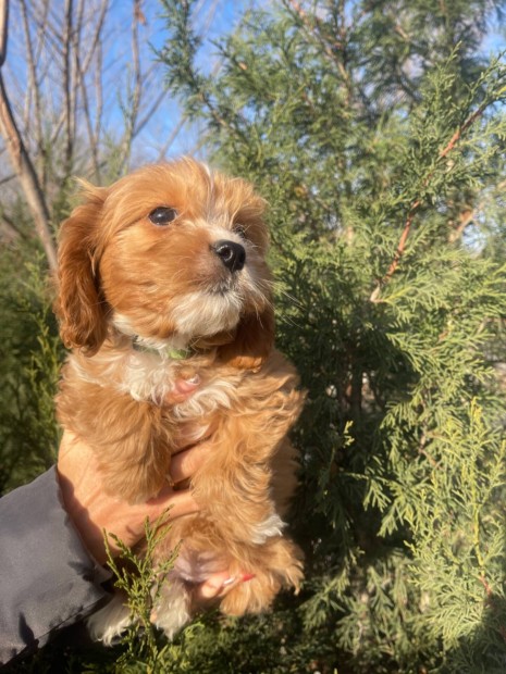 Cavapoo kiskutya