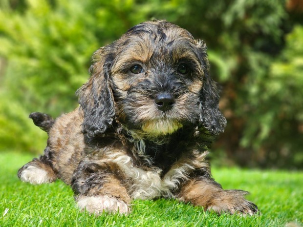 Cavapoo kiskutya