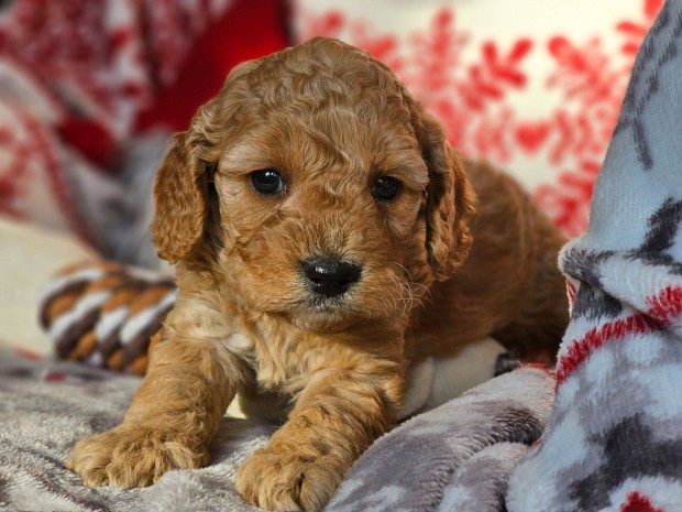 Cavapoo kiskutya