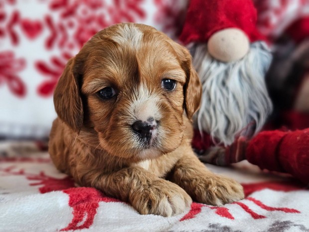 Cavapoo kiskutya