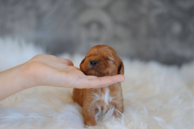 Cavapoo kiskutyk