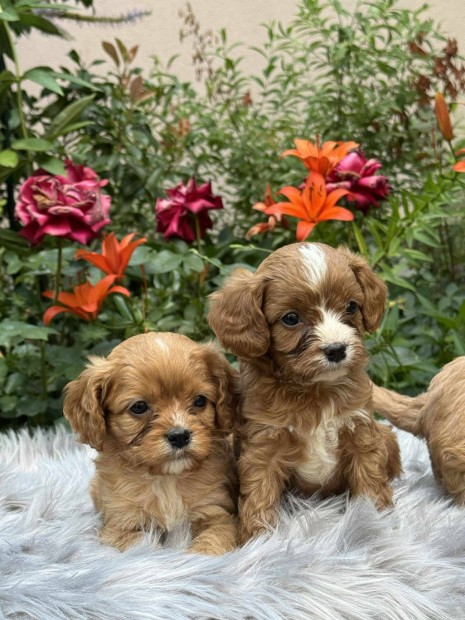 Cavapoo kiskutyák 8 hetesen új gazdikat szeretnének . Fajta jellegűek