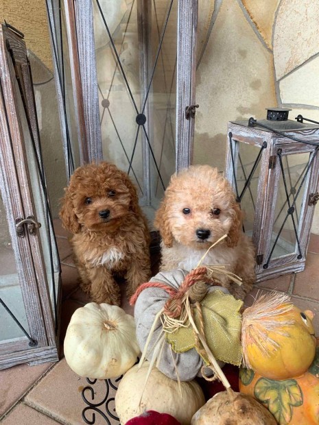 Cavapoo kiskutyk