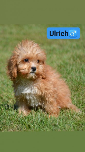 Cavapoo kiskutyk (Cavalier anya+ Uszkr apa)