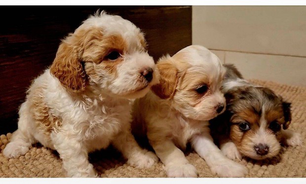 Cavapoo kiskutyk eladk.(F1b) uszkr x cavalier spniel