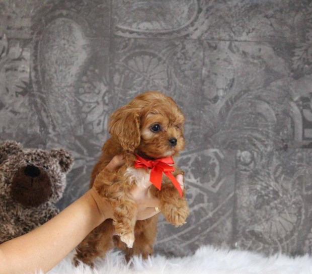 Cavapoo kislny