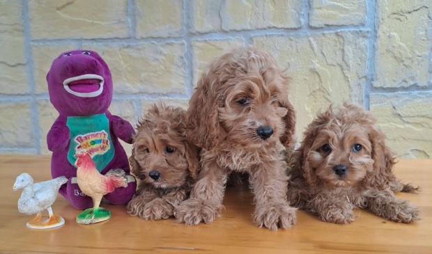 Cavapoo klykk ! (Cavalier spniel  red uszkr)