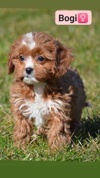 Cavapoo kutyusok