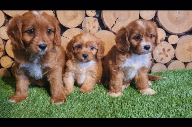 Cavapoo red/white kisfi elad