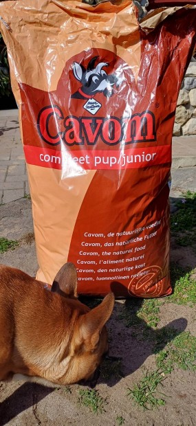 Cavon junior kutyatp